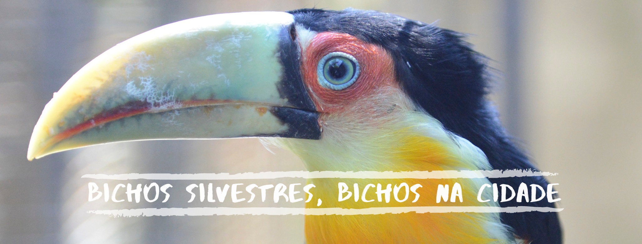 Foto do perfil de um tucano. Ele tem olhos azuis circulados por pele vermelha e bico longo amarelado. No centro, o texto "BICHOS SILVESTRES, BICHOS NA CIDADE" em letras brancas.
