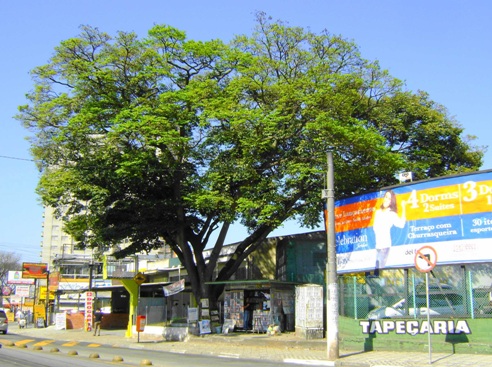 Jatobá